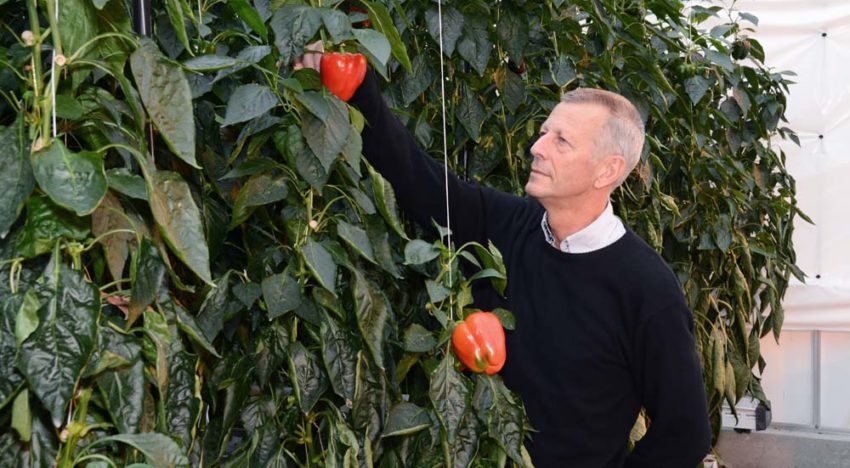 Split-rootsysteem oogst natrium uit systeem en voert af met gewas Split-rootsysteem oogst natrium uit systeem en voert af met gewas