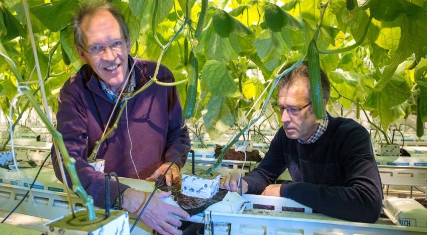Emissieloos telen op ongebufferd kokossubstraat met goede resultaten