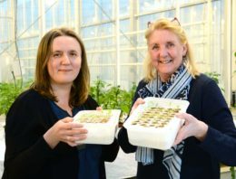 Verstoring van communicatie tussen bacteriën moet aanval voorkomen