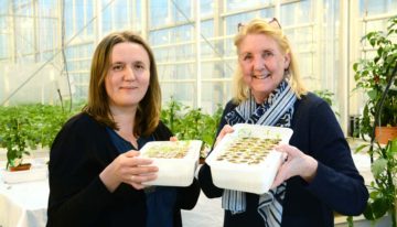 Verstoring van communicatie tussen bacteriën moet aanval voorkomen