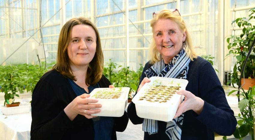 Verstoring van communicatie tussen bacteriën moet aanval voorkomen