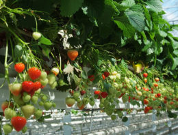 Hollandse aardbei groeit steeds vaker onder glas