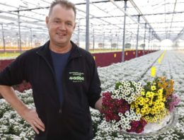 ‘Madiba heeft veel bloemen per steel en lange houdbaarheid’