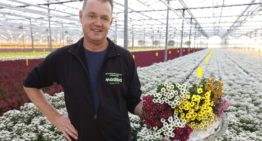 ‘Madiba heeft veel bloemen per steel en lange houdbaarheid’