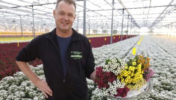 ‘Madiba heeft veel bloemen per steel en lange houdbaarheid’
