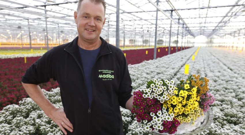 ‘Madiba heeft veel bloemen per steel en lange houdbaarheid’ ‘Madiba heeft veel bloemen per steel en lange houdbaarheid’