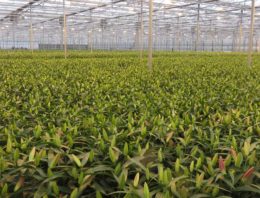 Kwelbeperkende maatregel grondgebonden teelt