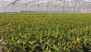 Kwelbeperkende maatregel grondgebonden teelt