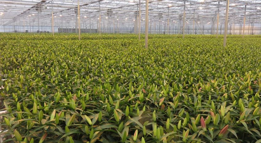 Kwelbeperkende maatregel grondgebonden teelt