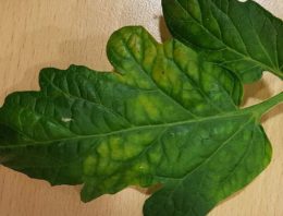 Bij Tomato chlorosis virus is alle aandacht gericht op bestrijding wittevlieg
