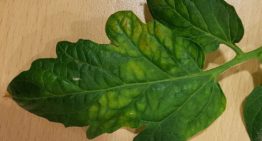 Bij Tomato chlorosis virus is alle aandacht gericht op bestrijding wittevlieg