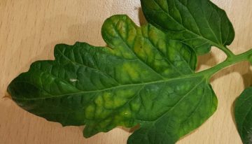 Bij Tomato chlorosis virus is alle aandacht gericht op bestrijding wittevlieg
