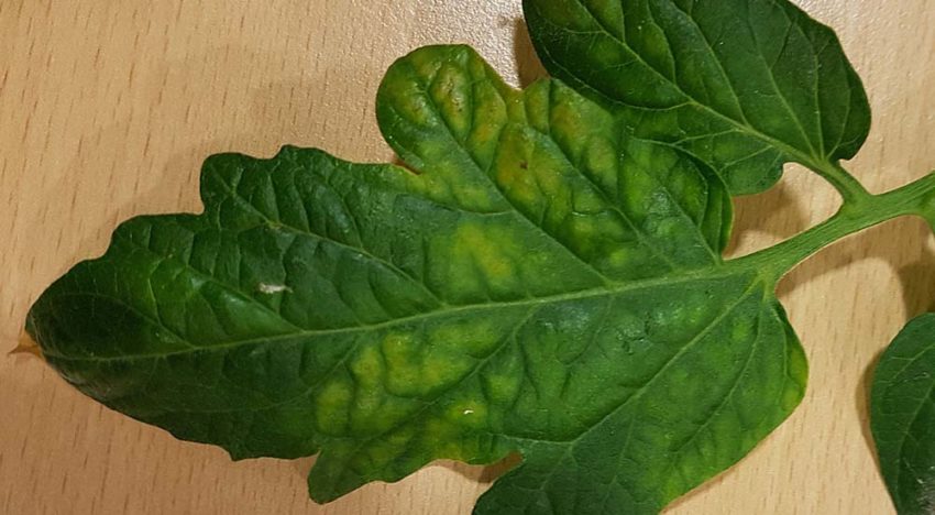 Bij Tomato chlorosis virus is alle aandacht gericht op bestrijding wittevlieg