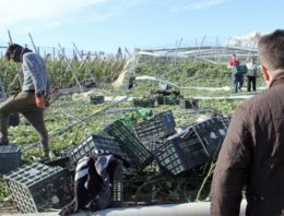 Geen effecten tomatenhandel door Spaanse tornado