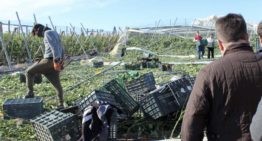 Geen effecten tomatenhandel door Spaanse tornado