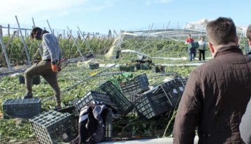 Geen effecten tomatenhandel door Spaanse tornado
