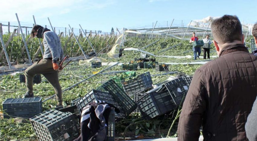 Geen effecten tomatenhandel door Spaanse tornado