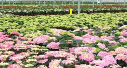 Biologische bestrijding wint terrein in hortensiateelt