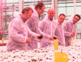 ‘Afgelopen chrysantenteelt was de beste tot nu toe’