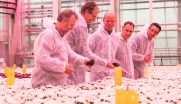 ‘Afgelopen chrysantenteelt was de beste tot nu toe’