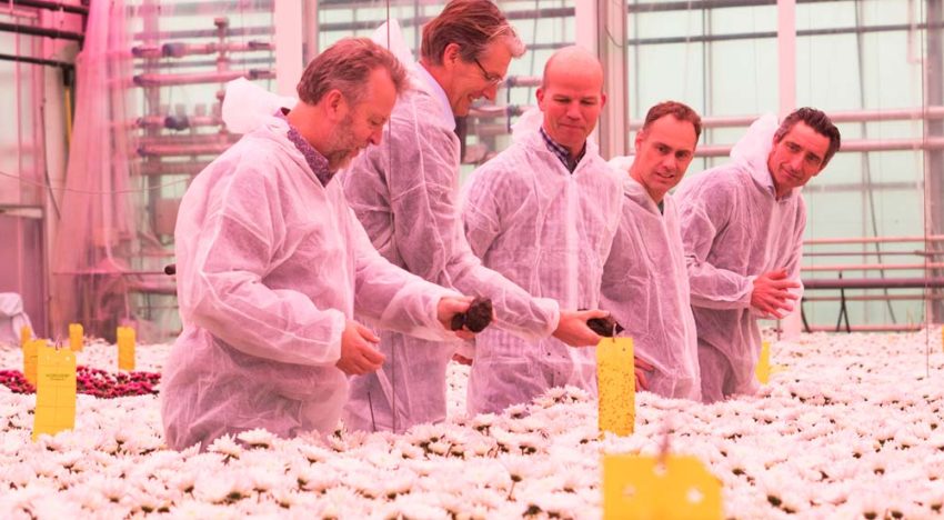 ‘Afgelopen chrysantenteelt was de beste tot nu toe’