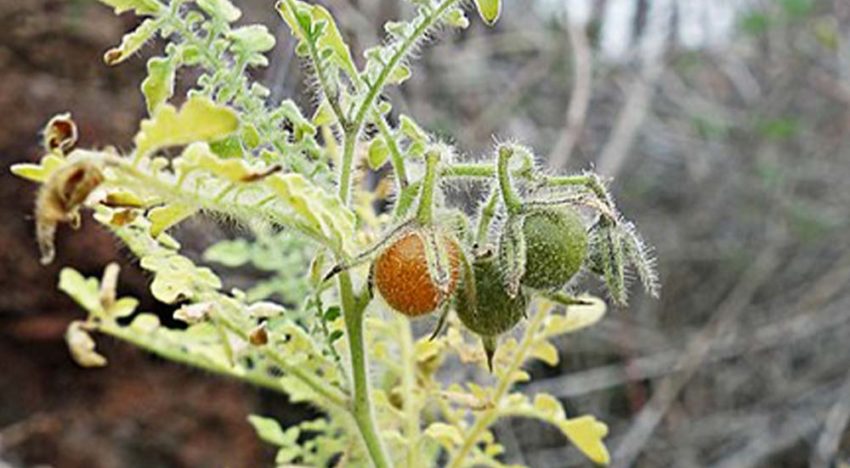 Galapagos tomaat bron van resistentie tegen insecten
