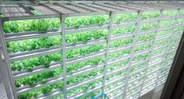 Plant factories in Japan sterk in opmars