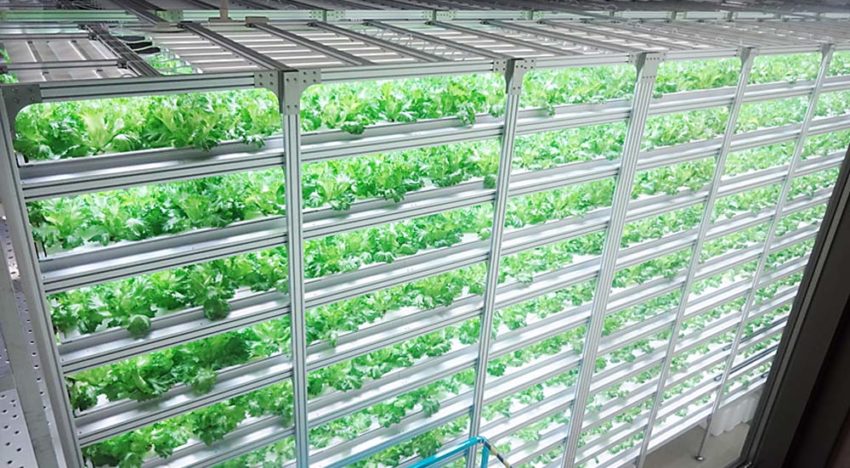 Plant factories in Japan sterk in opmars
