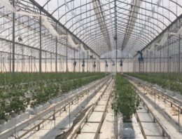 Mexicaanse tuinbouw is serieuze marktpartij in Noord-Amerika