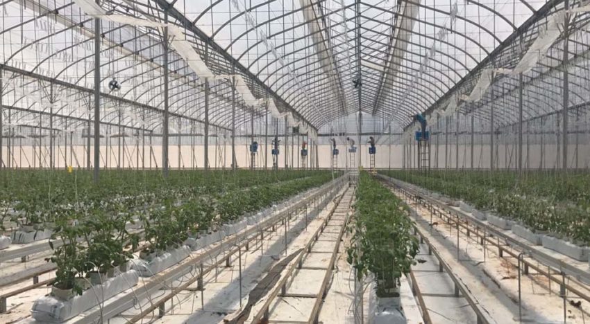 Mexicaanse tuinbouw is serieuze marktpartij in Noord-Amerika