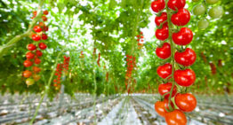 Rabobank meldt forse consolidatieslag in de tuinbouw