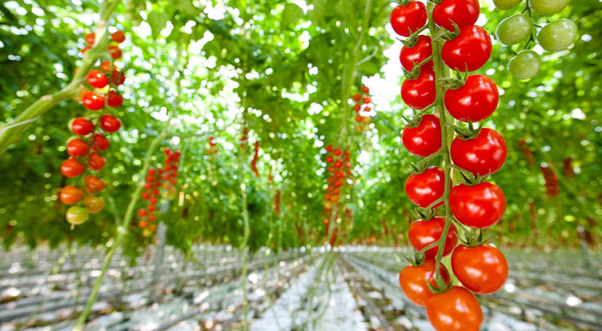 Rabobank meldt forse consolidatieslag in de tuinbouw