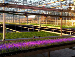 Start-up BioLumic wil met UV-lichtbehandeling opbrengsten verhogen