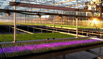 Start-up BioLumic wil met UV-lichtbehandeling opbrengsten verhogen
