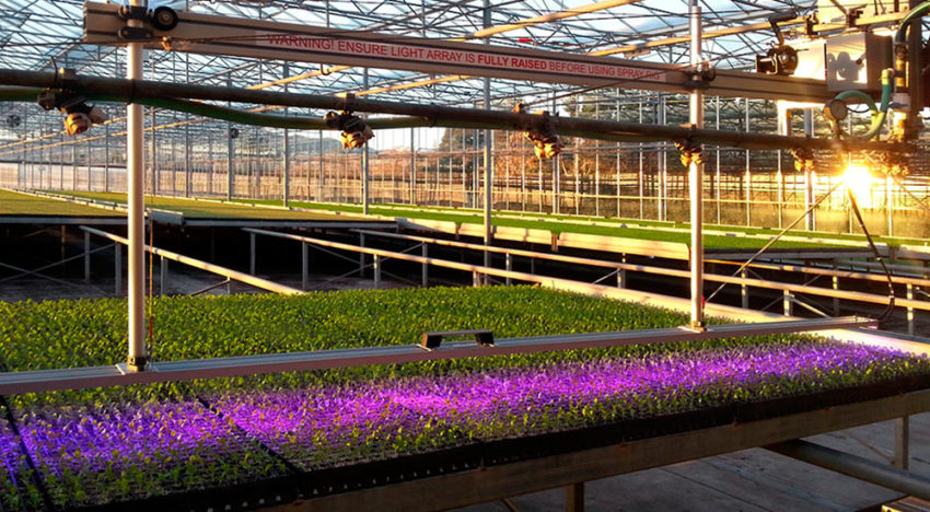 Start-up BioLumic wil met UV-lichtbehandeling opbrengsten verhogen Start-up BioLumic wil met UV-lichtbehandeling opbrengsten verhogen