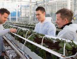 Het Nieuwe Telen bij aardbei is een weg van vallen en weer opstaan