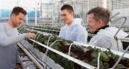 Het Nieuwe Telen bij aardbei is een weg van vallen en weer opstaan