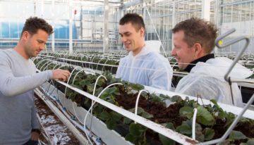 Het Nieuwe Telen bij aardbei is een weg van vallen en weer opstaan