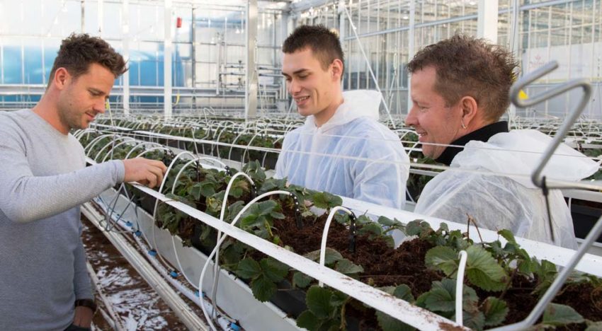 Het Nieuwe Telen bij aardbei is een weg van vallen en weer opstaan