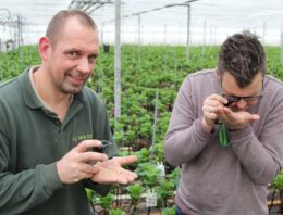 Hortensiateelt krijgt met geïntegreerde aanpak geleidelijk grip op nieuwe plaag