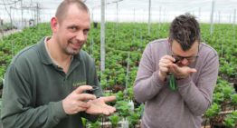 Hortensiateelt krijgt met geïntegreerde aanpak geleidelijk grip op nieuwe plaag