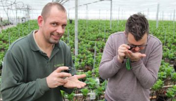 Hortensiateelt krijgt met geïntegreerde aanpak geleidelijk grip op nieuwe plaag