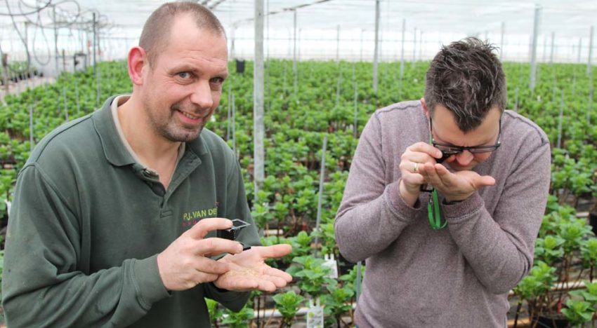 Hortensiateelt krijgt met geïntegreerde aanpak geleidelijk grip op nieuwe plaag