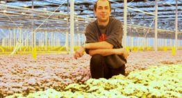 Systeemaanpak mineervlieg moet leiden tot een duurzame chrysantenteelt