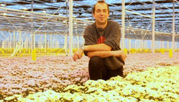 Systeemaanpak mineervlieg moet leiden tot een duurzame chrysantenteelt