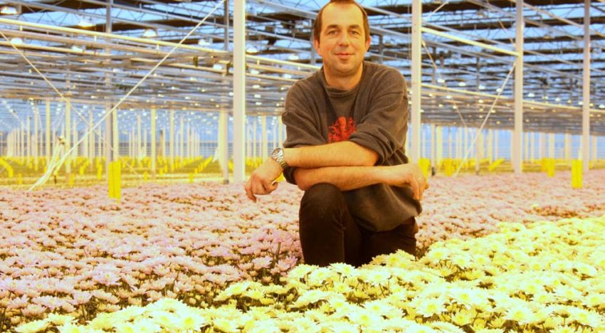 Systeemaanpak mineervlieg moet leiden tot een duurzame chrysantenteelt