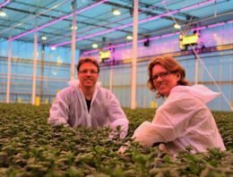 Onderzoekers vinden doorbraak in tripsbestrijding chrysant