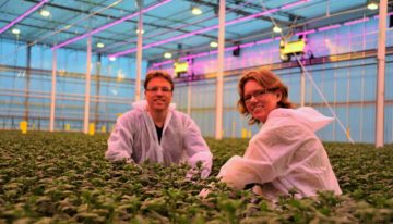 Onderzoekers vinden doorbraak in tripsbestrijding chrysant
