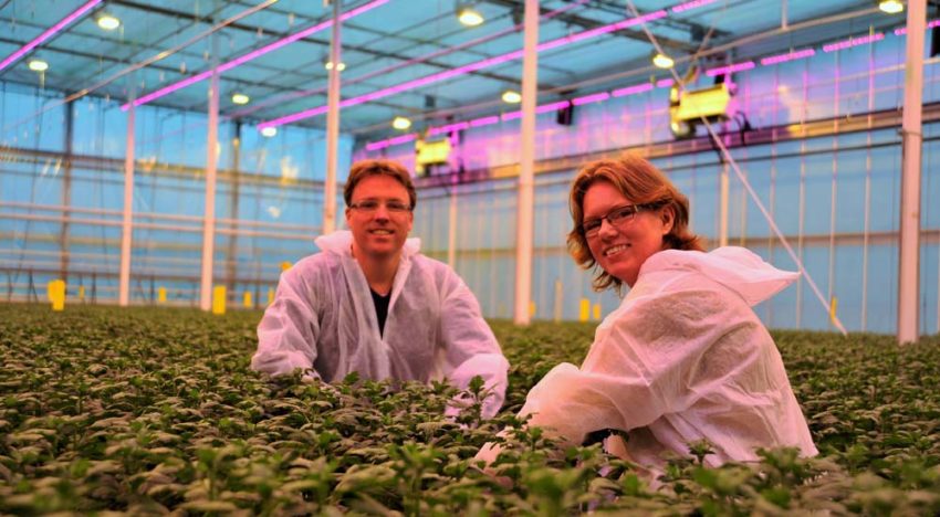 Onderzoekers vinden doorbraak in tripsbestrijding chrysant
