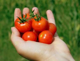 Speciaal verpakkingsmateriaal houdt tomaten 30 dagen vers